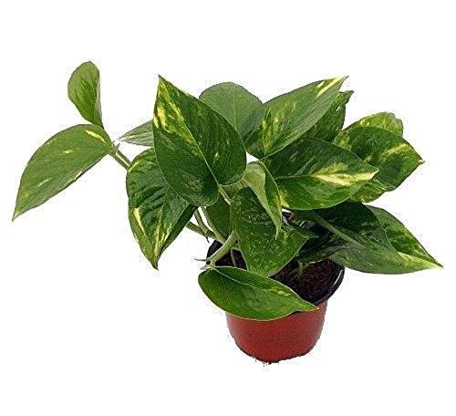 Golden Devil's Ivy - Pothos - Epipremnum - 4" Pot - Very Easy to Grow Plant Hirt's Gardens 