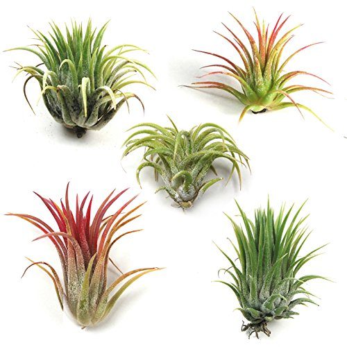 Air Plant Shop's Tillandsia Ionantha - 5 Pack - Free PDF Air Plant Care eBook with Every Order - 5 Pack Air Plant Variety - Fast Shipping from Florida Skin Care The Air Plant Shop 