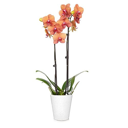 Brighter Blooms - Purple Orchid Plant in White Savannah Pot - Iconic and Colorful Indoor Plant with Stunning Blooms Lawn & Patio Brighter Blooms 