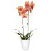 Brighter Blooms - Pink Orchid Plant in White Savannah Pot - Iconic and Colorful Indoor Plant with Stunning Blooms Lawn & Patio Brighter Blooms 