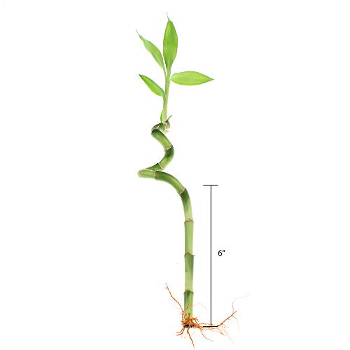Live Lucky Bamboo 6-Inch Spiral Bamboo - Bundle of 5 Stalks - Live Indoor Plants for Home Decor, Arts & Crafts, and Feng Shui Skin Care NW W 