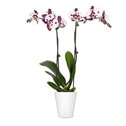 Brighter Blooms - Pink Orchid Plant in White Savannah Pot - Iconic and Colorful Indoor Plant with Stunning Blooms Lawn & Patio Brighter Blooms 