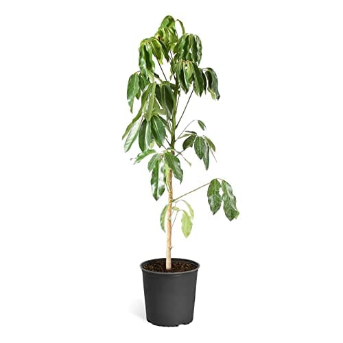 Brighter Blooms Umbrella Tree 4-5 ft. - Vibrant Tropical Foliage Indoors with Virtually No Upkeep Lawn & Patio Brighter Blooms 