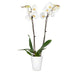 Brighter Blooms - White Orchid Plant in White Savannah Pot - Iconic and Colorful Indoor Plant with Stunning Blooms Lawn & Patio Brighter Blooms 