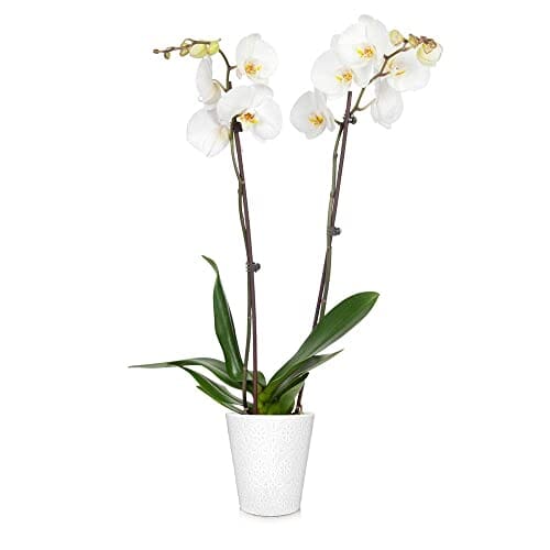 Brighter Blooms - White Orchid Plant with Spots in White Savannah Pot - Iconic and Colorful Indoor Plant with Stunning Blooms Lawn & Patio Brighter Blooms 