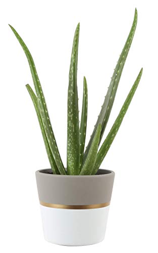 Costa Farms Aloe Vera Live Indoor Plant Ships in Modern Ceramic Planter, 10-Inch Tall, Excellent Gift or Home Décor Skin Care Costa Farms 