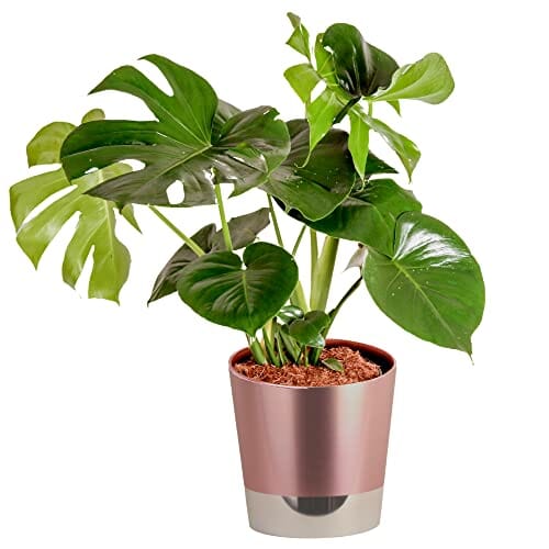 Costa Farms Monstera, Live Indoor Plant, Swiss Cheese Plant in Premium Rose Gold Decor Planter 2-3 Feet Tall & Dieffenbachia, Air Purifying Live Indoor Plant, in Boho Décor Planter, 12-14 Inches Tall Lawn & Patio Costa Farms 