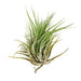 Air Plant Shop's Tillandsia Ionantha - 5 Pack - Free PDF Air Plant Care eBook with Every Order - 5 Pack Air Plant Variety - Fast Shipping from Florida Skin Care The Air Plant Shop 