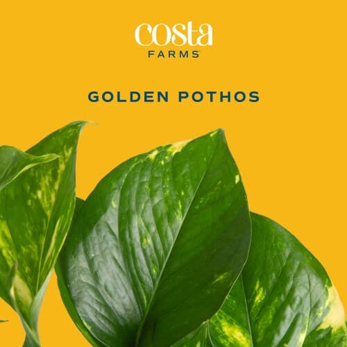 Costa Farms Monstera Plant, Little Swiss Cheese Live Indoor Plant, Trending Tropicals, 12-Inch Tall & Golden Pothos Live Plant, Easy Care Indoor House Plant in Grower's Pot, Potting Soil, 10-Inches Lawn & Patio Costa Farms 