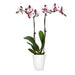 Brighter Blooms - White Orchid Plant with Spots in White Savannah Pot - Iconic and Colorful Indoor Plant with Stunning Blooms Lawn & Patio Brighter Blooms 