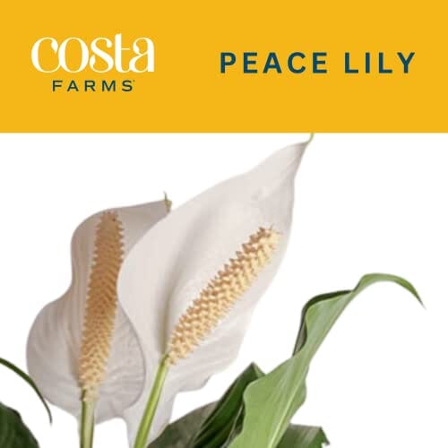 Costa Farms Peace Lily, Premium Live Indoor Plant Spathiphyllum, Modern Rose Gold Decor Planter 15-in Tall & Snake Plant, Easy Care Live Indoor Plant 1-2 Feet Tall Lawn & Patio Costa Farms 