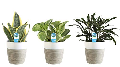 Costa Farms Clean Air 3-Pack O2 for You Live House Plant Collection, White Decor Planter Skin Care Costa Farms 