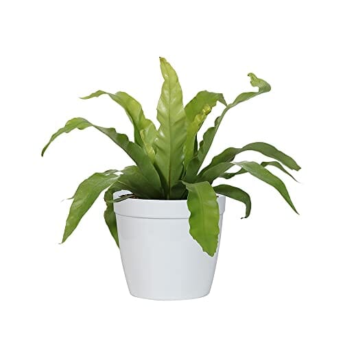 Brighter Blooms Bird's Nest Fern in a 6 inch White Delilah Pot - Low Light, Pet-Friendly Indoor Plant Lawn & Patio Brighter Blooms 