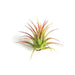 Air Plant Shop's Tillandsia Ionantha - 5 Pack - Free PDF Air Plant Care eBook with Every Order - 5 Pack Air Plant Variety - Fast Shipping from Florida Skin Care The Air Plant Shop 