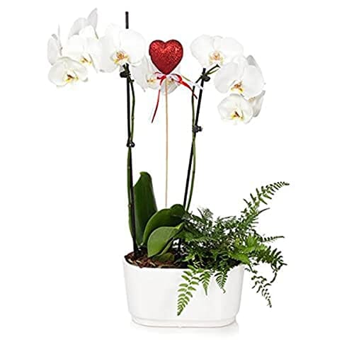 Brighter Blooms - Gianna White Orchid and Fern Gift Plant - 10 in. - Iconic and Colorful Indoor Plant with Stunning Blooms Lawn & Patio Brighter Blooms 