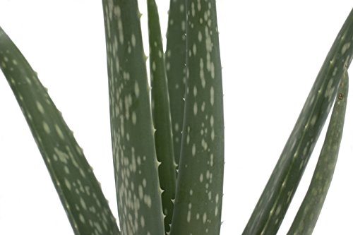 Costa Farms Aloe Vera Live Indoor Plant Ships in Modern Ceramic Planter, 10-Inch Tall, Excellent Gift or Home Décor Skin Care Costa Farms 