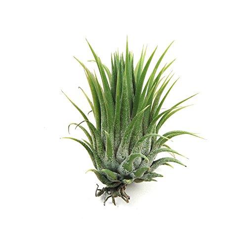 Air Plant Shop's Tillandsia Ionantha - 5 Pack - Free PDF Air Plant Care eBook with Every Order - 5 Pack Air Plant Variety - Fast Shipping from Florida Skin Care The Air Plant Shop 