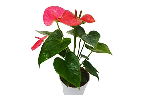 Anthurium 'Pink' - 4" Pot Skin Care House Plant Shop 