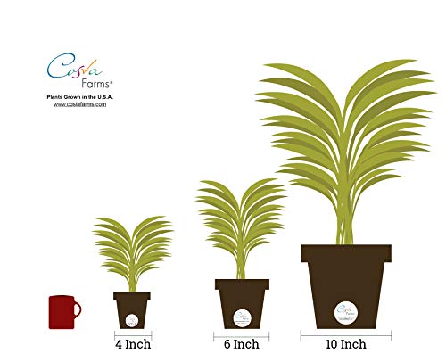 Costa Farms Clean Air 3-Pack O2 for You Live House Plant Collection, White Decor Planter Skin Care Costa Farms 