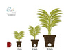 Costa Farms Clean Air 3-Pack O2 for You Live House Plant Collection, White Decor Planter Skin Care Costa Farms 