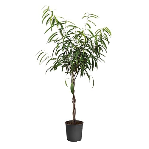 Brighter Blooms Ficus Alii Braid Plant - Olive Toned Foliage Meets Carefree Upkeep - 2-3 ft. Lawn & Patio Brighter Blooms 
