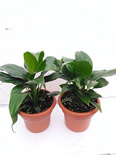 Two Peace Lily Plant - Spathyphyllium - 4.5" Unique Design Pot Plant JM BAMBOO 