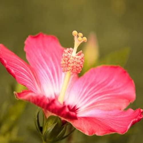 CHUXAY GARDEN Hibiscus Mutabilis-Confederate Rose Dixie Rosemallow Cotton Rose 5 Seeds Perennial Non-GMO Flower Heirloom Gardening Gifts Showy Accent Plant Lawn & Patio CHUXAY GARDEN 