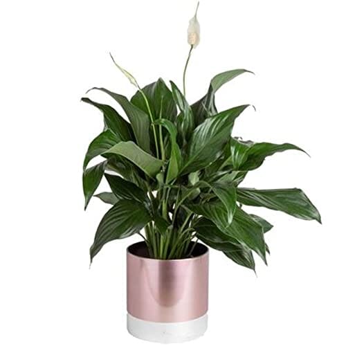 Costa Farms Peace Lily, Premium Live Indoor Plant Spathiphyllum, Modern Rose Gold Decor Planter 15-in Tall & Snake Plant, Easy Care Live Indoor Plant 1-2 Feet Tall Lawn & Patio Costa Farms 