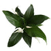 Flowering Peace Lily in Scheurich Premium Décor-Ready Ceramic Planter Plant Costa Farms 