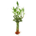 Live Lucky Bamboo 6-Inch Spiral Bamboo - Bundle of 5 Stalks - Live Indoor Plants for Home Decor, Arts & Crafts, and Feng Shui Skin Care NW W 