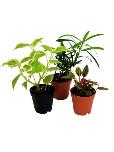Pet Friendly Variety Pack | 3 Pack | Houseplant Collection Grocery Houseplant Collection 
