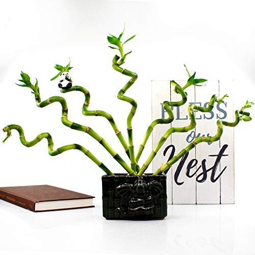 Live Lucky Bamboo 6-Inch Spiral Bamboo - Bundle of 5 Stalks - Live Indoor Plants for Home Decor, Arts & Crafts, and Feng Shui Skin Care NW W 