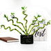 Live Lucky Bamboo 6-Inch Spiral Bamboo - Bundle of 5 Stalks - Live Indoor Plants for Home Decor, Arts & Crafts, and Feng Shui Skin Care NW W 
