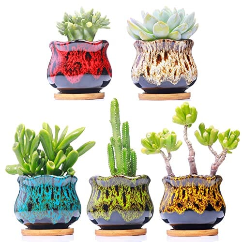 Cute Ceramic Succulent Garden Pots, Planter with Drainage and Attached Saucer, Set of 5 - Plants Not Included (Fambe) Lawn & Patio LamDawn 