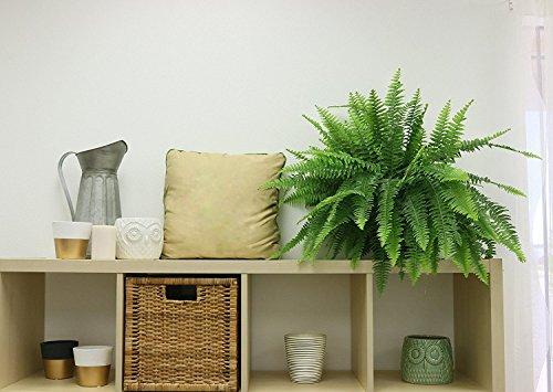 Costa Farms Boston Fern Live Indoor Plant in 10-Inch Hanging Basket Plant Costa Farms 