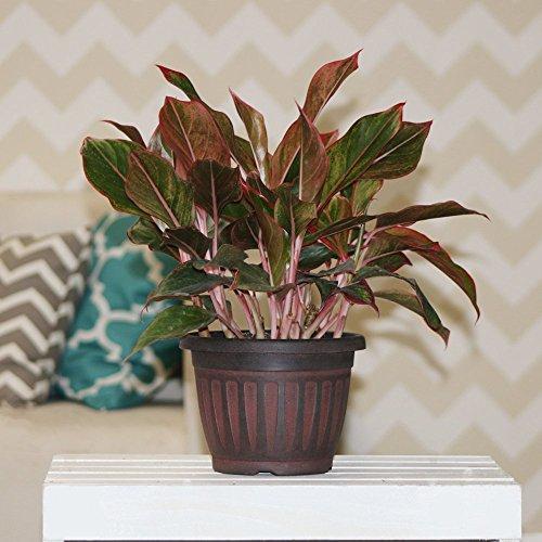 Siam Aglaonema Chinese Evergreen Live Indoor Tabletop Plant in 6-Inch Grower Pot Plant Costa Farms 