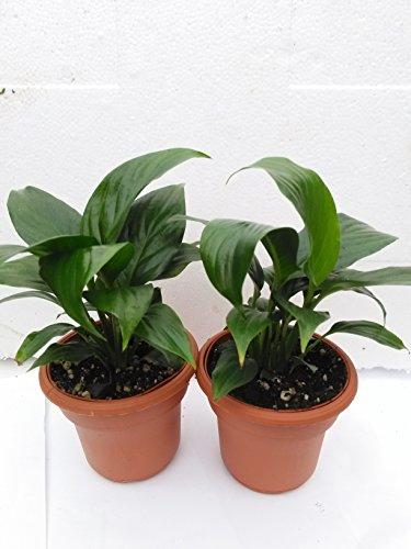 Two Peace Lily Plant - Spathyphyllium - 4.5" Unique Design Pot Plant JM BAMBOO 