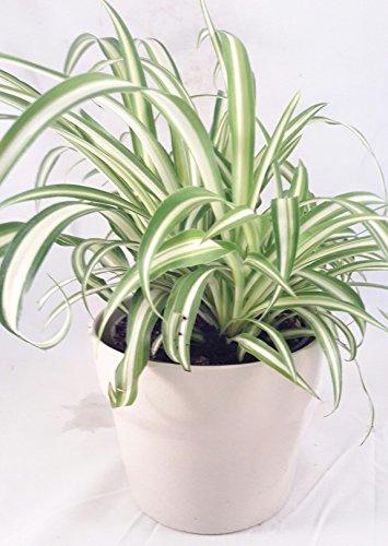 Ocean Spider Plant - Easy to Grow - Cleans the Air - 4" ceramic white pot Pot Plant JM BAMBOO 
