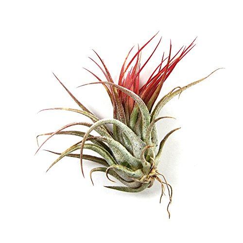 Air Plant Shop's Tillandsia Ionantha - 5 Pack - Free PDF Air Plant Care eBook with Every Order - 5 Pack Air Plant Variety - Fast Shipping from Florida Skin Care The Air Plant Shop 