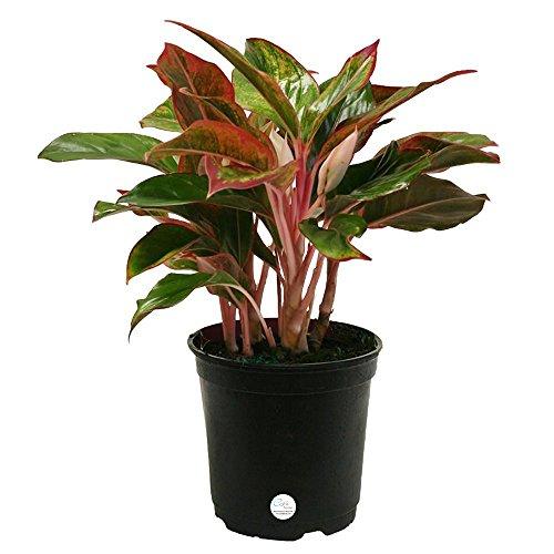 Siam Aglaonema Chinese Evergreen Live Indoor Tabletop Plant in 6-Inch Grower Pot Plant Costa Farms 
