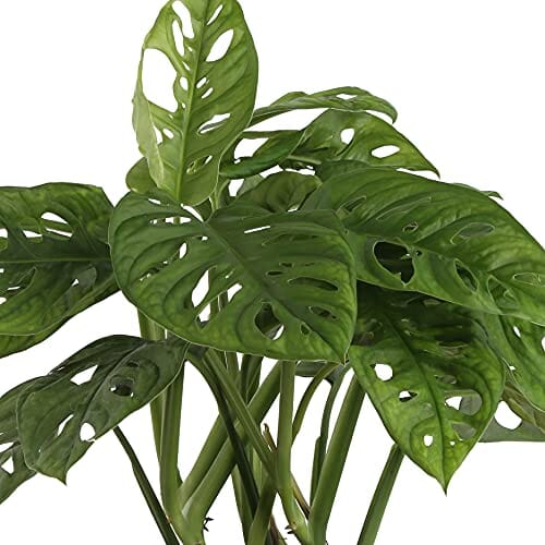 Costa Farms Monstera Plant, Little Swiss Cheese Live Indoor Plant, Trending Tropicals, 12-Inch Tall & Golden Pothos Live Plant, Easy Care Indoor House Plant in Grower's Pot, Potting Soil, 10-Inches Lawn & Patio Costa Farms 