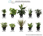 Costa Farms Clean Air 3-Pack O2 for You Live House Plant Collection, White Decor Planter Skin Care Costa Farms 