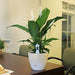 Flowering Peace Lily in Scheurich Premium Décor-Ready Ceramic Planter Plant Costa Farms 