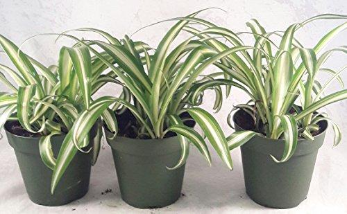 Ocean Spider Plant - 4'' Pot 3 Pack for Better Growth Plant JM BAMBOO 