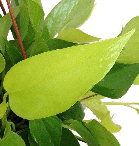 Neon Devil's Ivy - Pothos - Epipremnum - 4" Pot - Very Easy to Grow Plant Hirt's Gardens 
