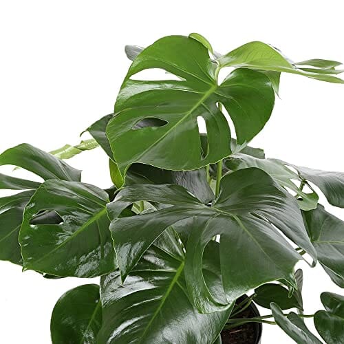 Costa Farms Monstera, Live Indoor Plant, Swiss Cheese Plant in Premium Rose Gold Decor Planter 2-3 Feet Tall & Dieffenbachia, Air Purifying Live Indoor Plant, in Boho Décor Planter, 12-14 Inches Tall Lawn & Patio Costa Farms 