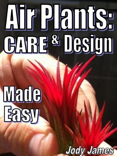 Air Plant Shop's Tillandsia Ionantha - 5 Pack - Free PDF Air Plant Care eBook with Every Order - 5 Pack Air Plant Variety - Fast Shipping from Florida Skin Care The Air Plant Shop 