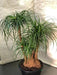 RAISE ME UP: Seeds Ponytail Bottle Palm Palmilla Nolina Indoor Perennial Tree Lawn & Patio RAISE ME UP 