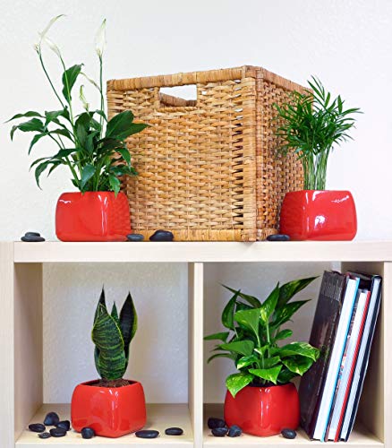 Costa Farms Clean Air 3-Pack O2 for You Live House Plant Collection, White Decor Planter Skin Care Costa Farms 