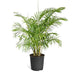 Brighter Blooms - Areca Palm Tree - The Most Popular Indoor Palm Tree (3 Gallon Pot) Lawn & Patio Brighter Blooms 